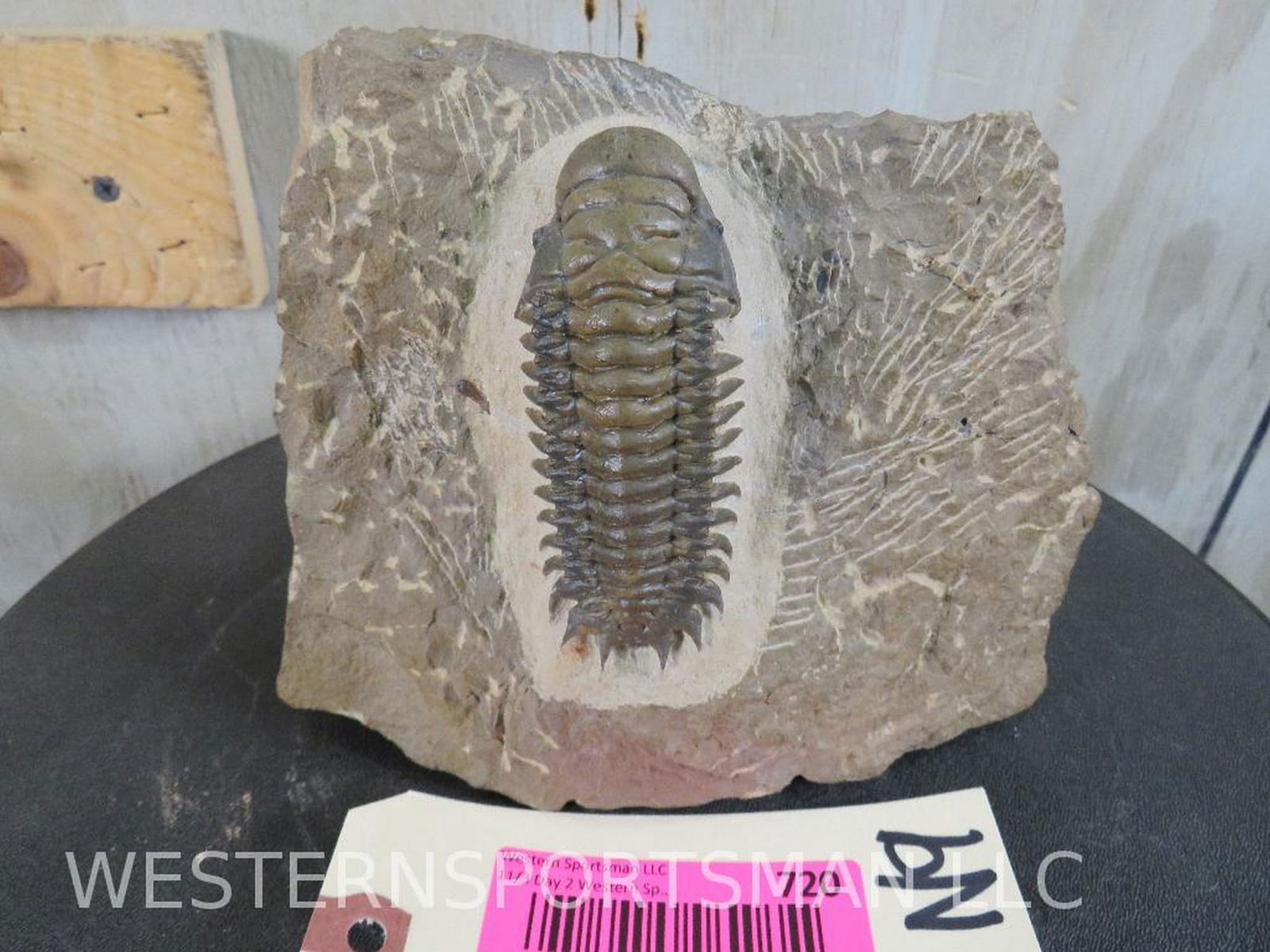 Trilobite Fossil Approx 7"L @ base x 5 3/4"T FOSSIL: TAXIDERMY