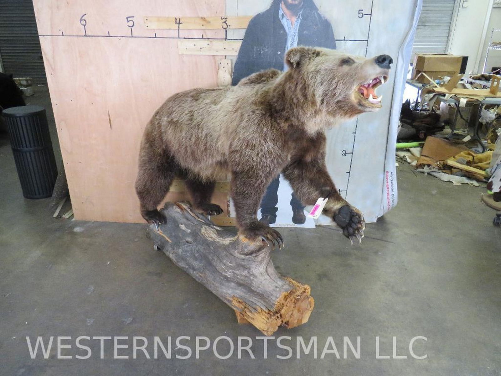 Very Nice Lifesize Brown Bear on Base -Huge Claws -Base on Wheels TAXIDERMY (1 of 14)