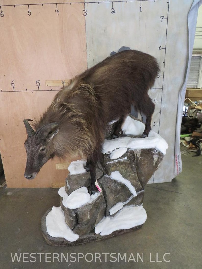 Lifesize Taxidermy - Beautiful Himalayan Tahr mount on Base (1 of 12)