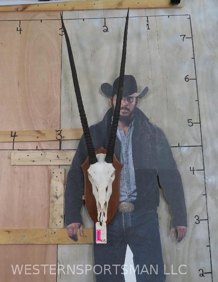 Very Nice Gemsbok Skull on Nice Plaque TAXIDERMY (1 of 8)