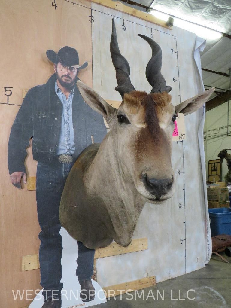 Eland Sh Mt TAXIDERMY (1 of 13)