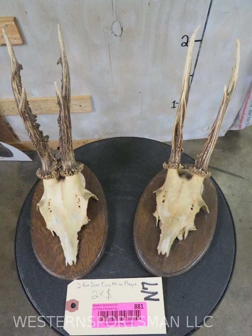 2 Roe Deer Euro Mts on Plaques (2x$) TAXIDERMY (1 of 9)