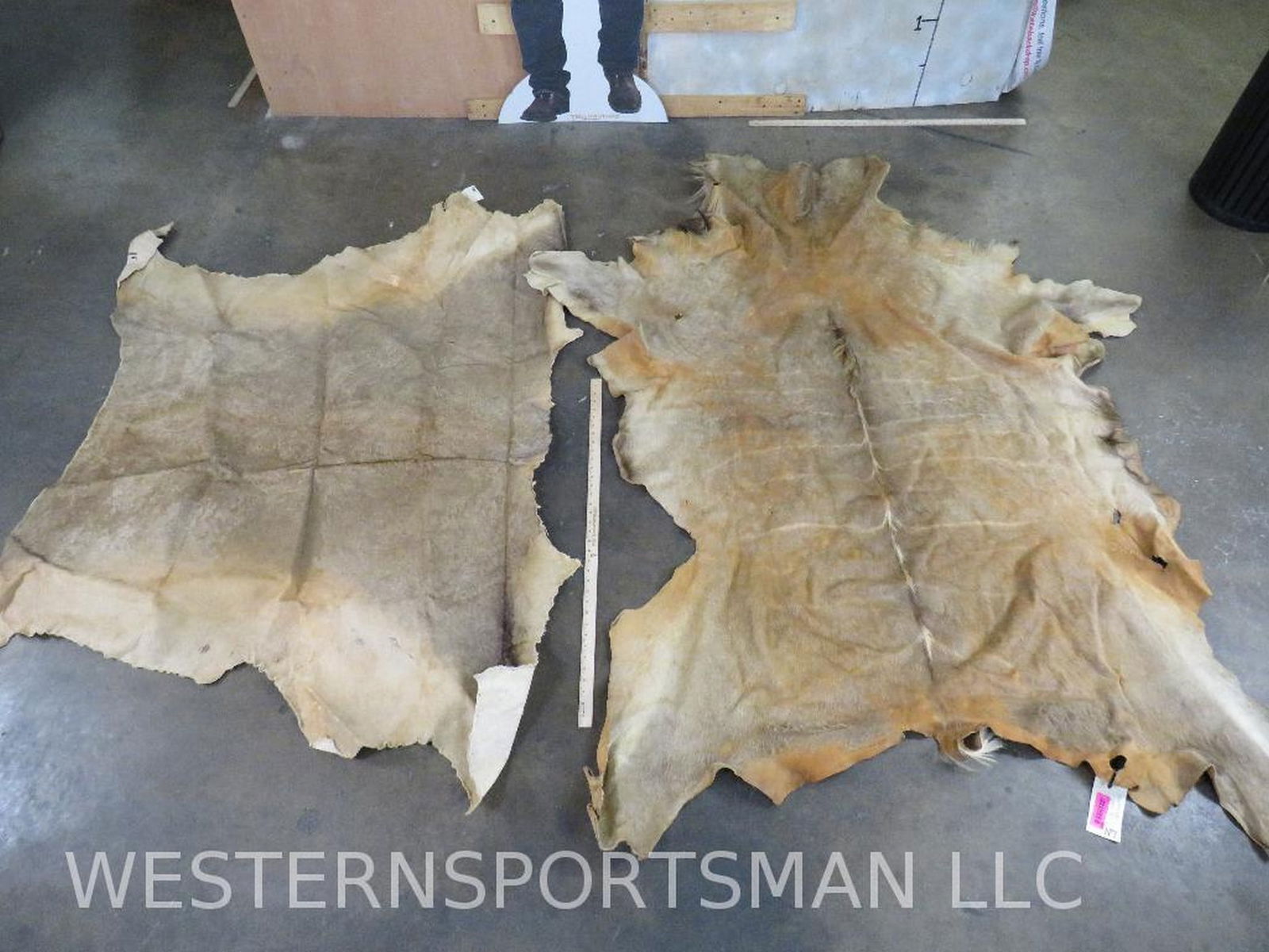 2 Older Hides (ONE$) TAXIDERMY (1 of 8)