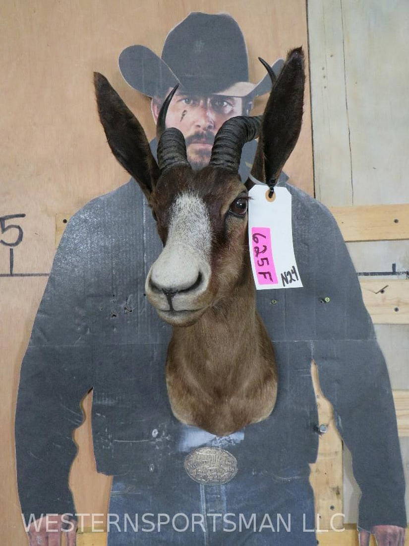 Chocolate Springbok Sh Mt Taxidermy Auction