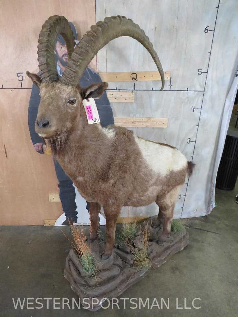 Really Nice Lifesize Himalayan Ibex on Base w/Wheels TAXIDERMY (1 of 11)