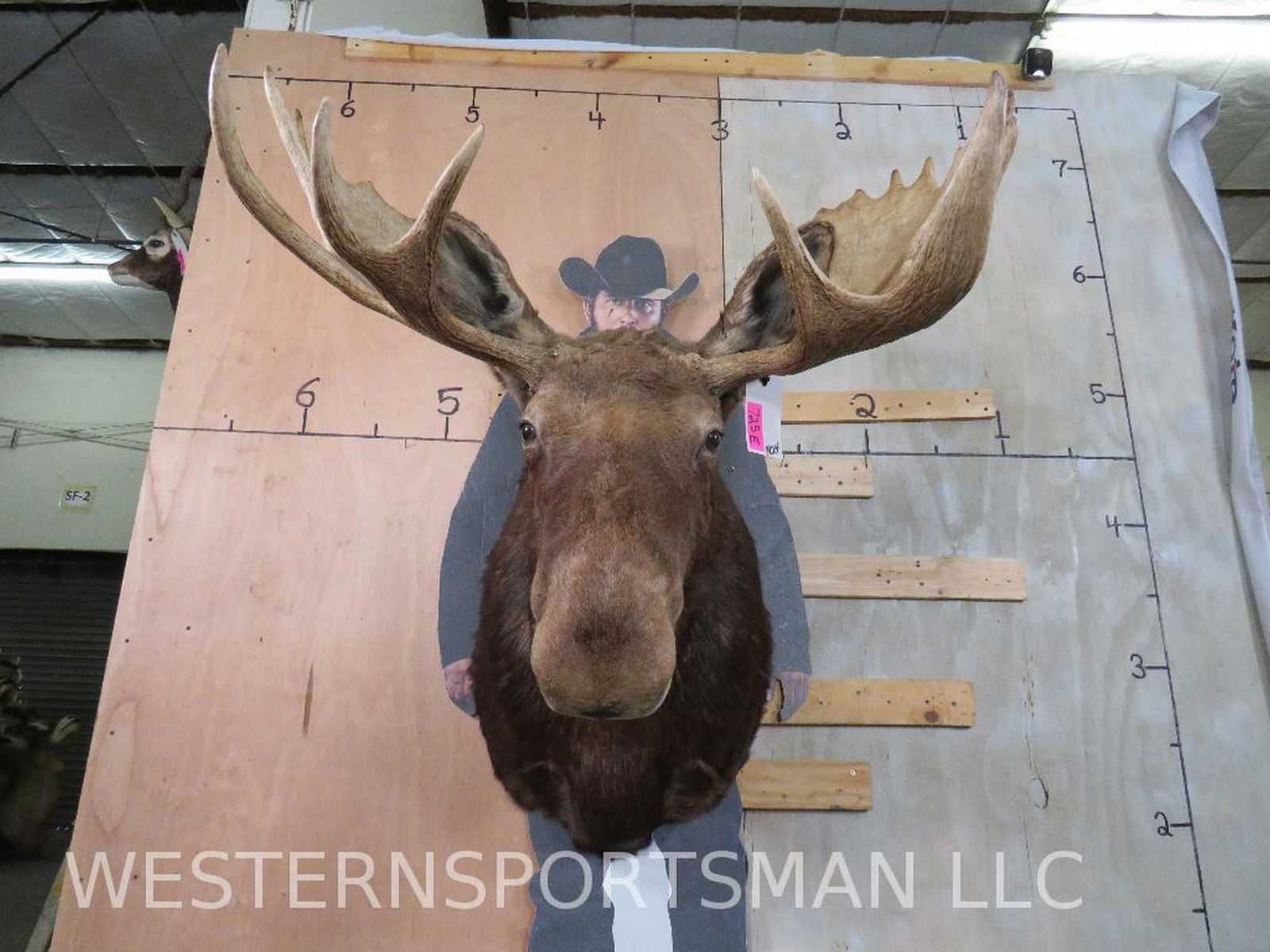 Moose Sh Mt TAXIDERMY (1 of 14)