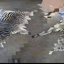 Zebra Hide Approx 8'8"x7' TAXIDERMY