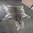 Zebra Hide Approx 8'8"x7' TAXIDERMY