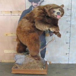 Lifesize Cinnamon Phase Black Bear TAXIDERMY