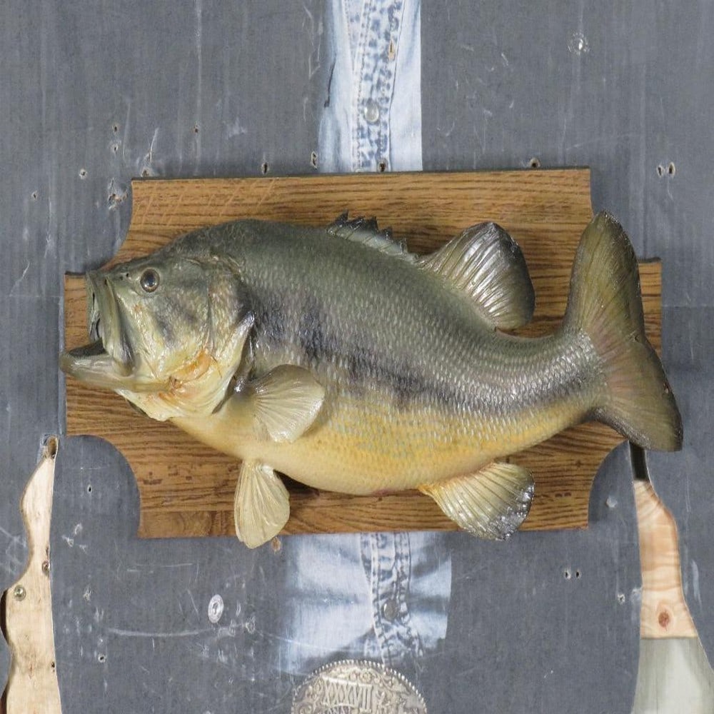 Vintage Real Skin Bass on Plaque TAXIDERMY (1 of 8)