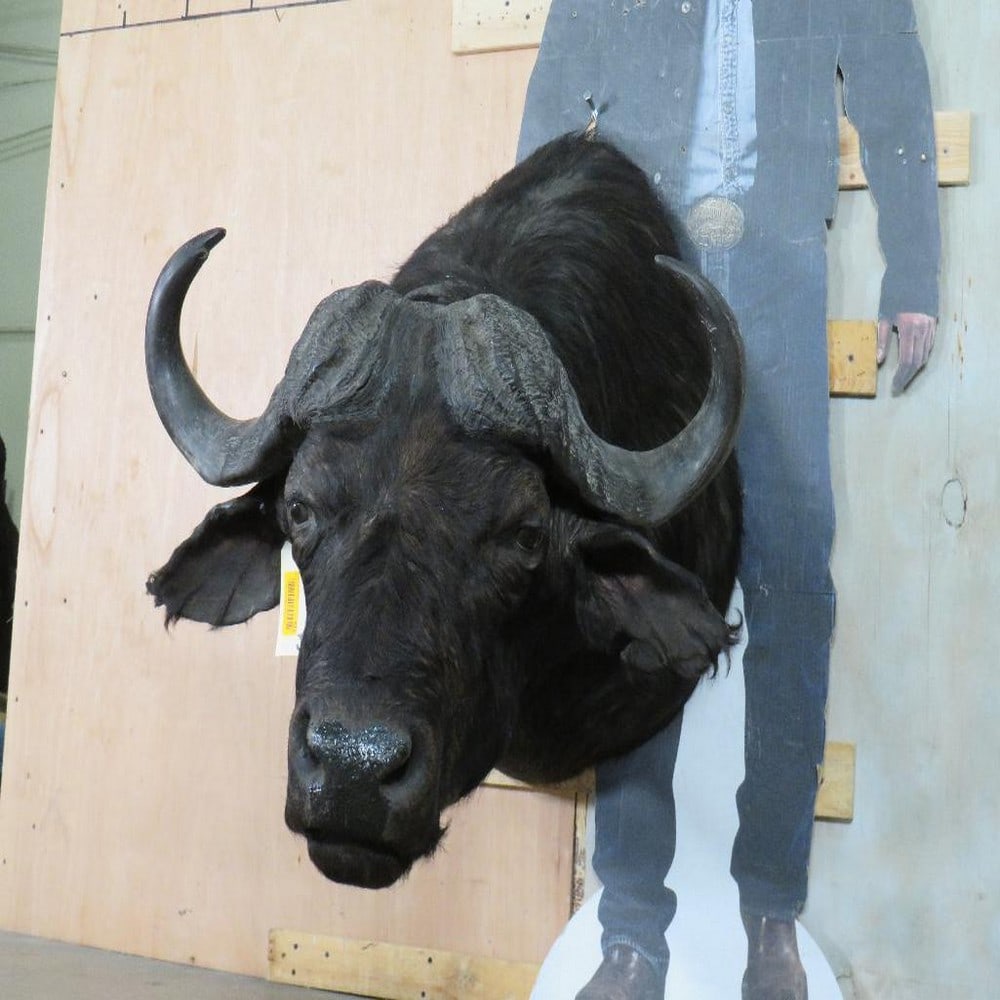 CAPE BUFFALO SH MT TAXIDERMY (1 of 11)