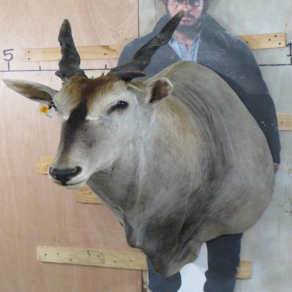 Eland Sh Mt w/Removable Horns TAXIDERMY (1 of 13)