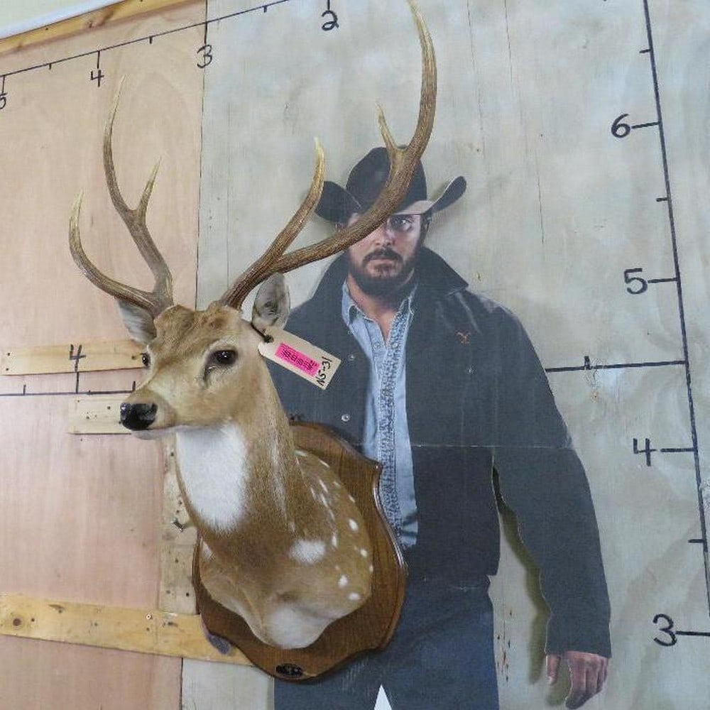 Axis Deer Sh Mt on Plaque TAXIDERMY (1 of 12)