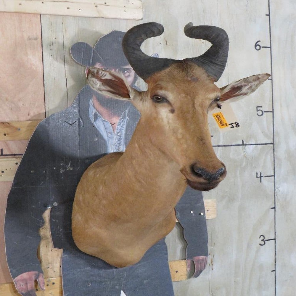 Hartebeest Sh Mt TAXIDERMY (1 of 12)