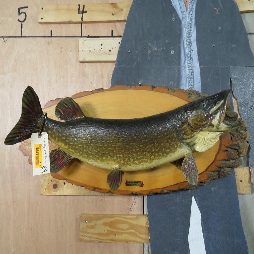 Real Skin Pike Fish Mt TAXIDERMY (1 of 10)