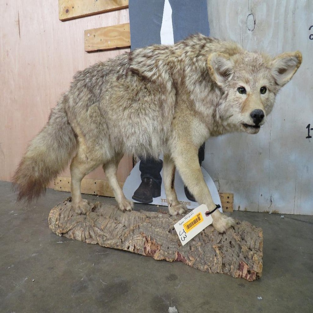 Lifesize Coyote on Base TAXIDERMY (1 of 9)