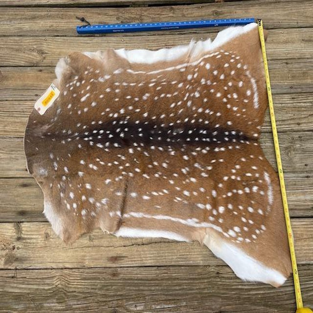 Beautiful, New BIG Axis deer hide/skin, 42 inches long X 36 inches wide, at widest point, soft tan, (1 of 3)