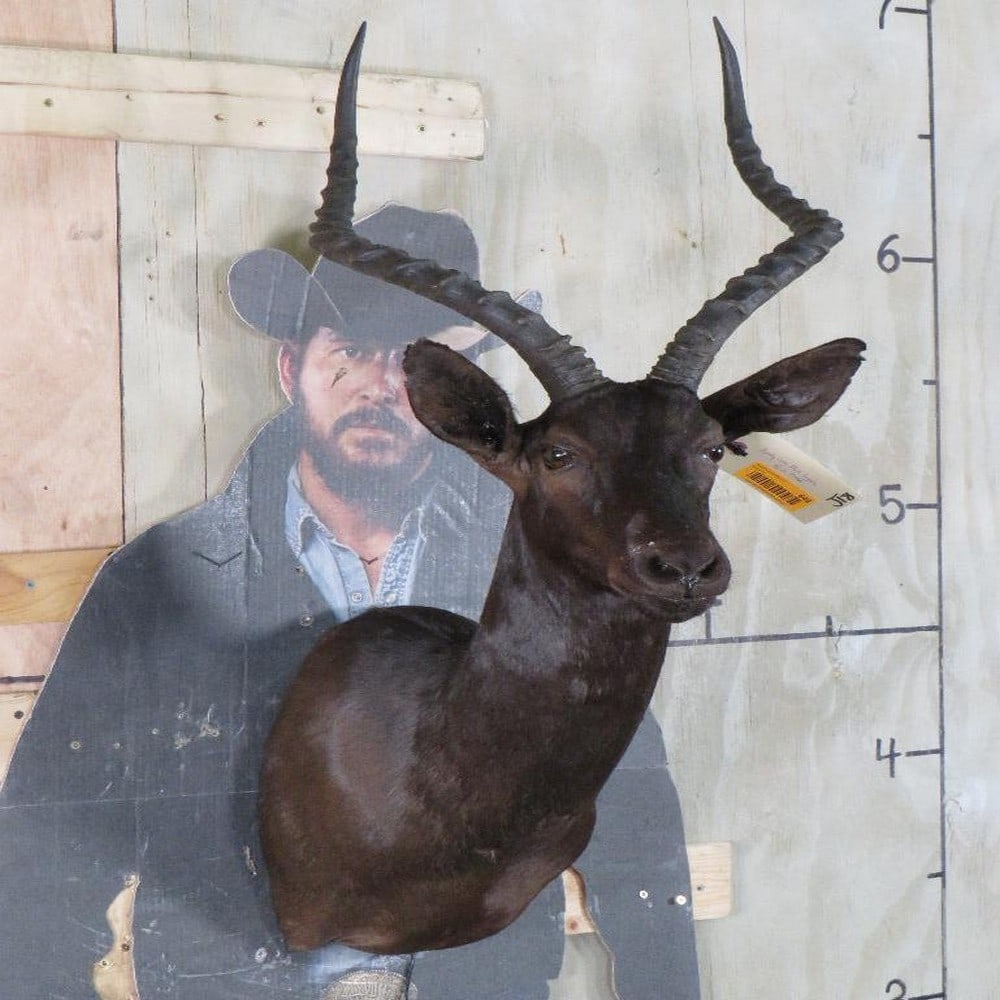 Super Rare Black Impala Sh Mt TAXIDERMY (1 of 11)