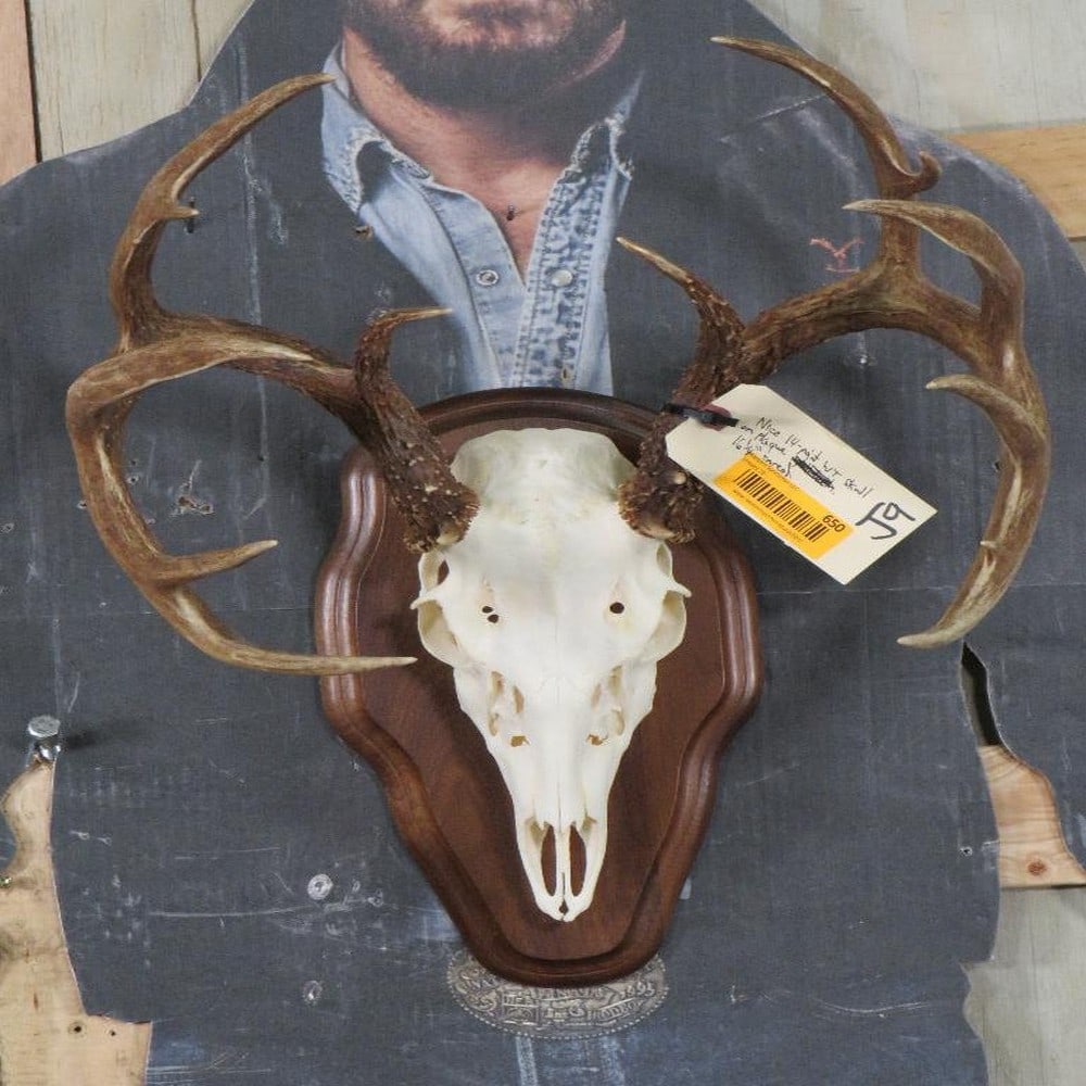 Nice Large 14 Pt Whitetail Skull on Plaque TAXIDERMY (1 of 9)