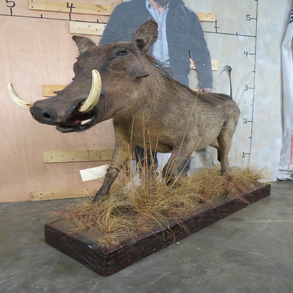Lifesize Warthog on Base TAXIDERMY (1 of 13)