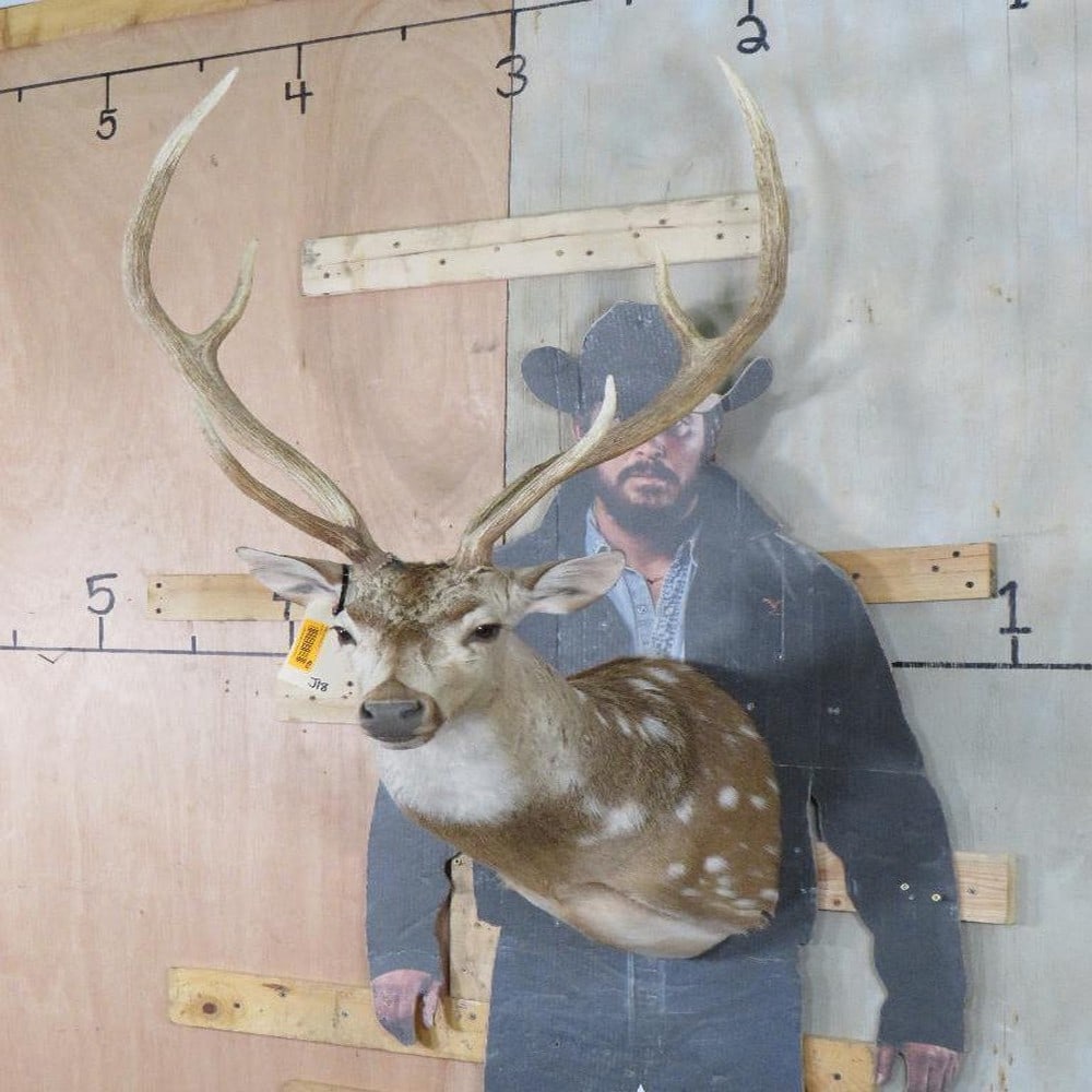 Nice Axis Deer Sh Mt TAXIDERMY (1 of 11)