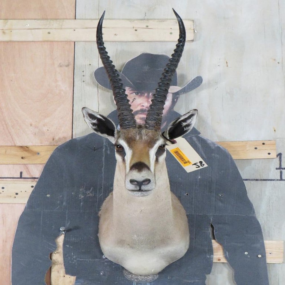 Grants Gazelle Sh Mt TAXIDERMY (1 of 11)