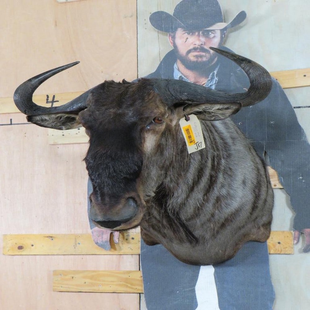 Nice Wildebeest Sh Mt TAXIDERMY (1 of 11)
