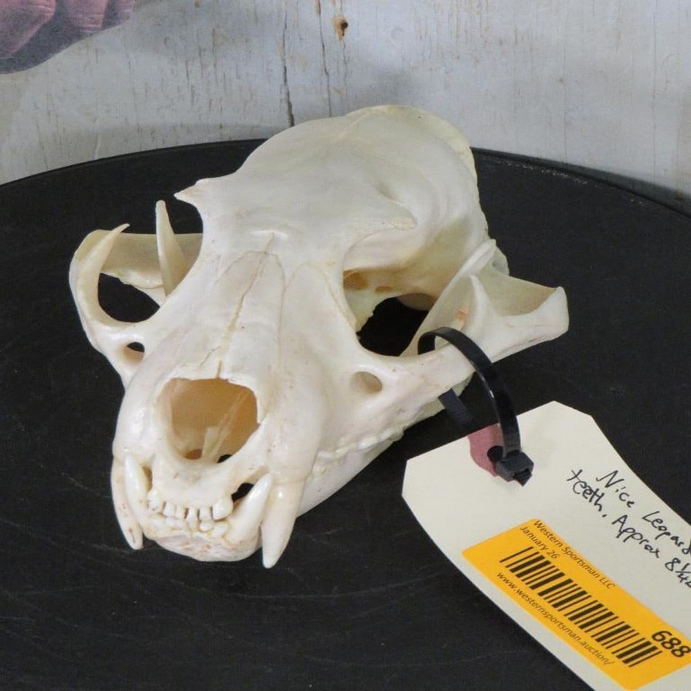 Nice Leopard Skull -All Teeth *TX RESIDENTS ONLY* TAXIDERMY: Approx 8.25"Lx5.25"W