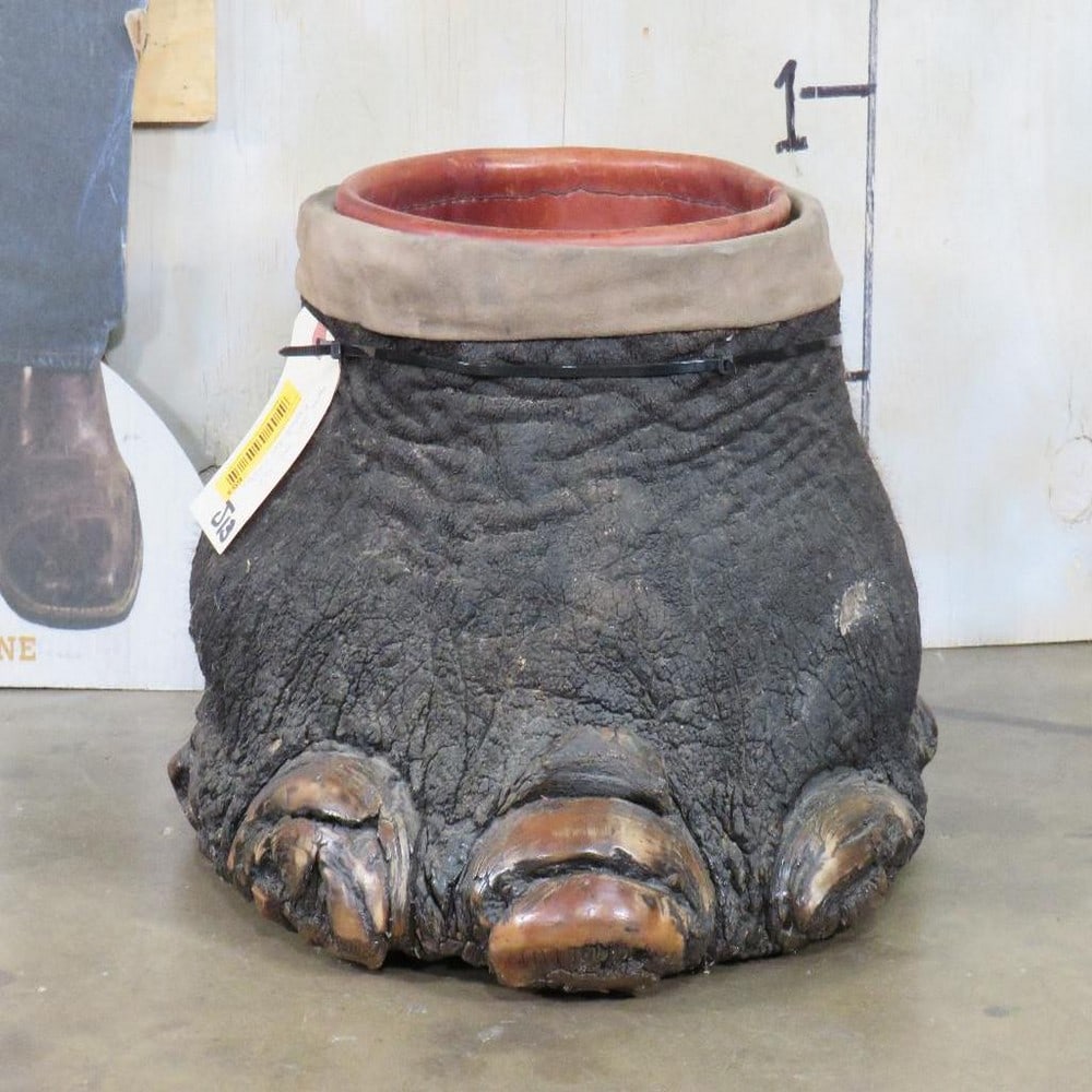 Elephant foot Canister *US RESIDENTS ONLY* TAXIDERMY (1 of 9)