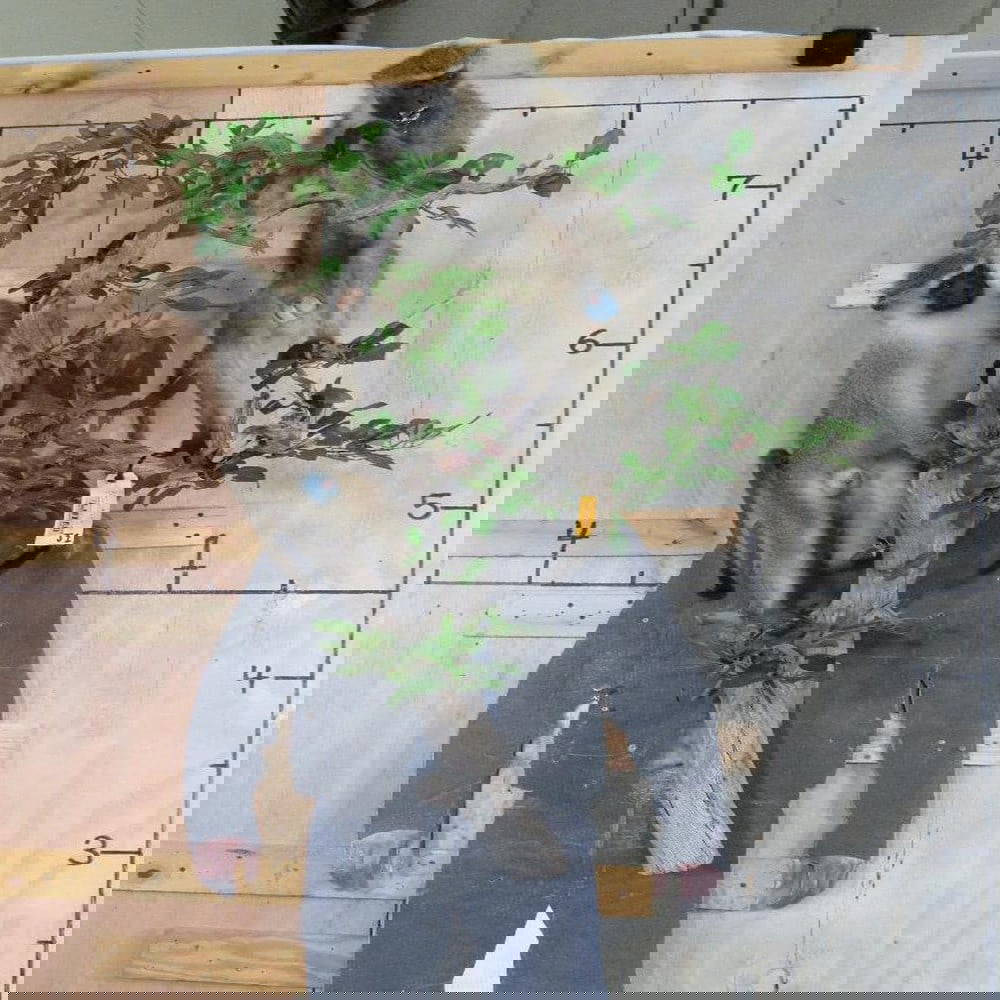 Really Cool 2 Lifesize Vervet Monkeys On Base W/wall Hanger Taxidermy