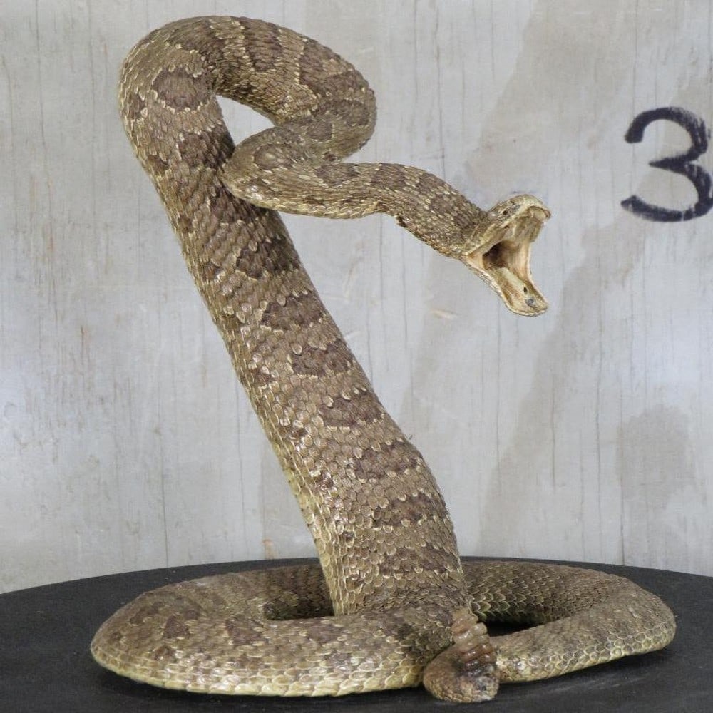 Lifesize Striking Rattle Snake -Missing a fang TAXIDERMY: Approx 10"Tx7"Wx6"D