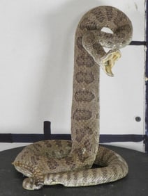 Nice/New Lifesize Striking Prairie Rattlesnake TAXIDERMY