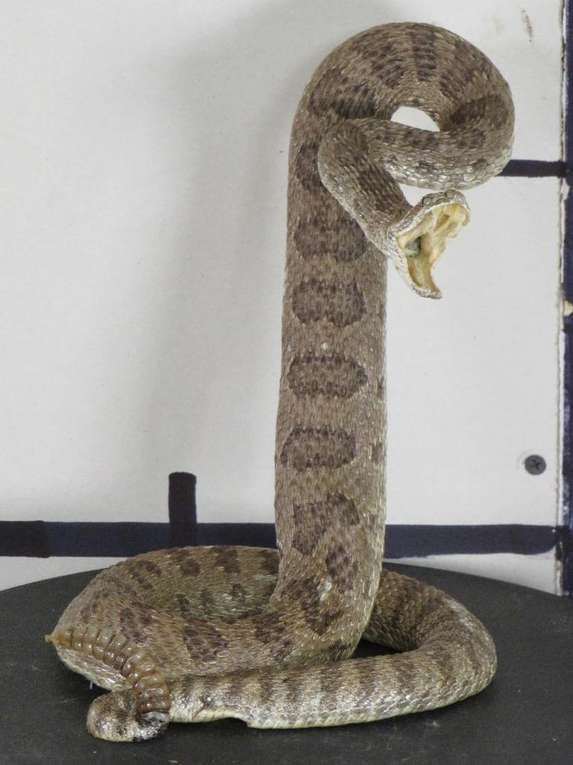 Nice/New Lifesize Striking Prairie Rattlesnake TAXIDERMY