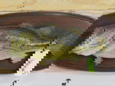 Vintage Bass on Plaque TAXIDERMY