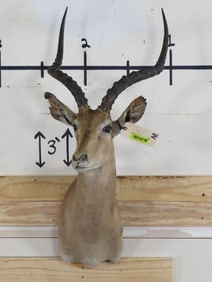 Rough Impala Sh Mt TAXIDERMY