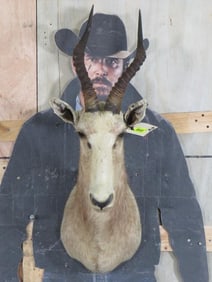 White Blesbok Sh Mt TAXIDERMY