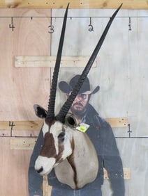 Vintage Gemsbok Sh Mt w/Removable Horns TAXIDERMY