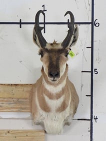 Pronghorn Sh Mt TAXIDERMY