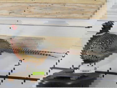 Lifesize Pheasant on Base TAXIDERMY