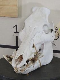 Hog Skull TAXIDERMY