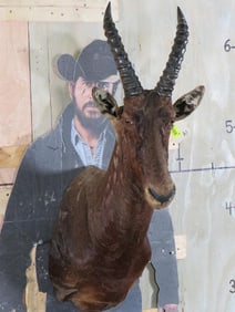 Tsessebe Sh Mt TAXIDERMY