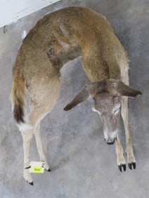 Lifesize Laying Whitetail Fawn Mt TAXIDERMY