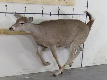 Lifesize Female Whitetail *No Base* TAXIDERMY