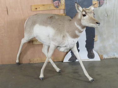 Lifesize Female Pronghorn *No Base* TAXIDERMY