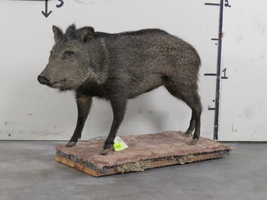 Lifesize Javelina on base TAXIDERMY