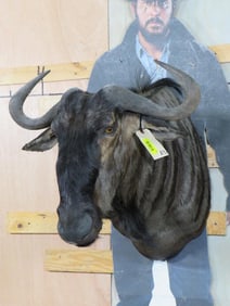 Wildebeest Sh Mt TAXIDERMY
