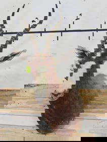 Blesbok Sh Mt TAXIDERMY