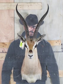 Grant's Gazelle Sh Mt TAXIDERMY