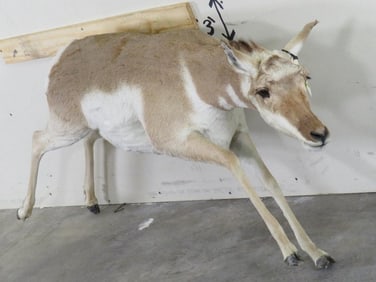 Lifesize Female Pronghorn *No Base* TAXIDERMY