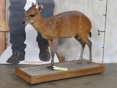 Lifesize Red Duiker on Base TAXIDERMY